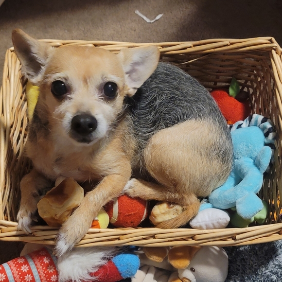 Meet your Posher, Jessica - Picture 2 of 9